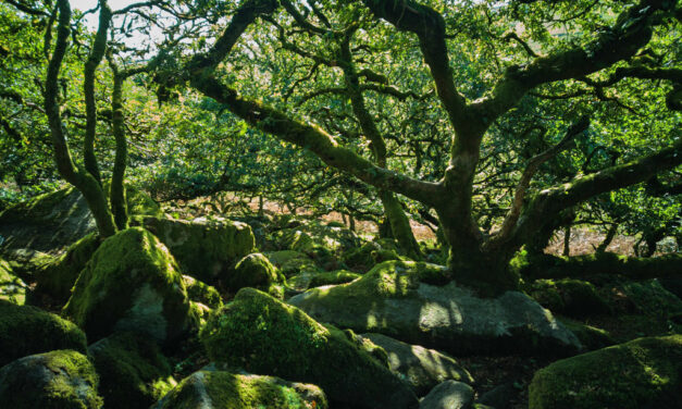 Britain’s Rainforests are Under Threat