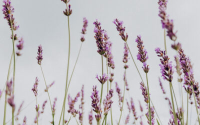 Featured Recipe: Herbal Hand Soak