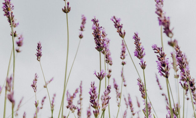 Featured Recipe: Herbal Hand Soak