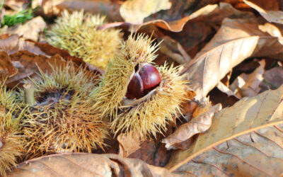 Coming Up: What’s on in October