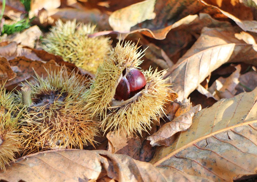 Chestnuts and autumn leaves