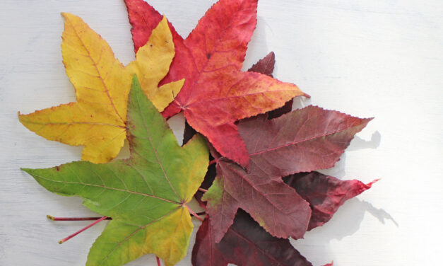 Coming Up: What’s on in November
