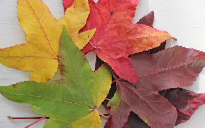 Coming Up: What’s on in October