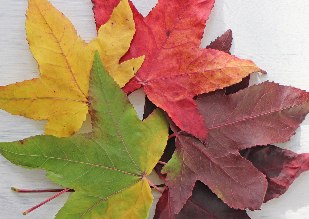 Autumn leaves