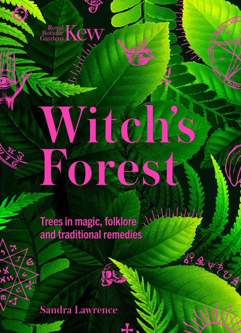 Witch's Forest book jacket image
