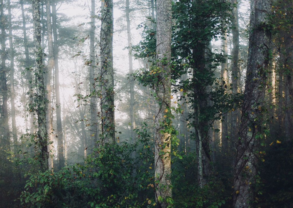 Forest Magic and Nature's Seasons