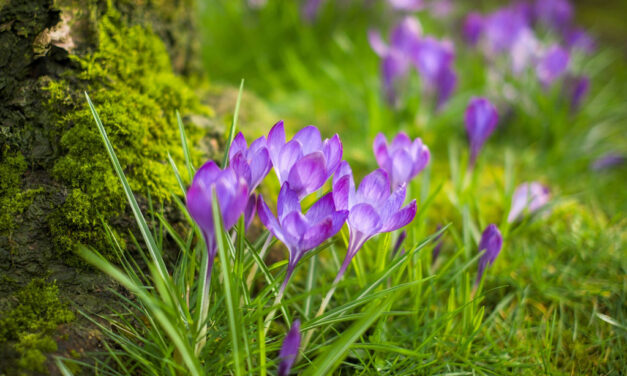 Coming Up: What’s on in March