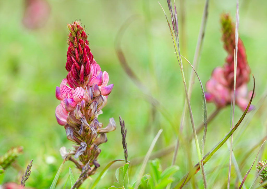 Sainfoin growing in tall grass