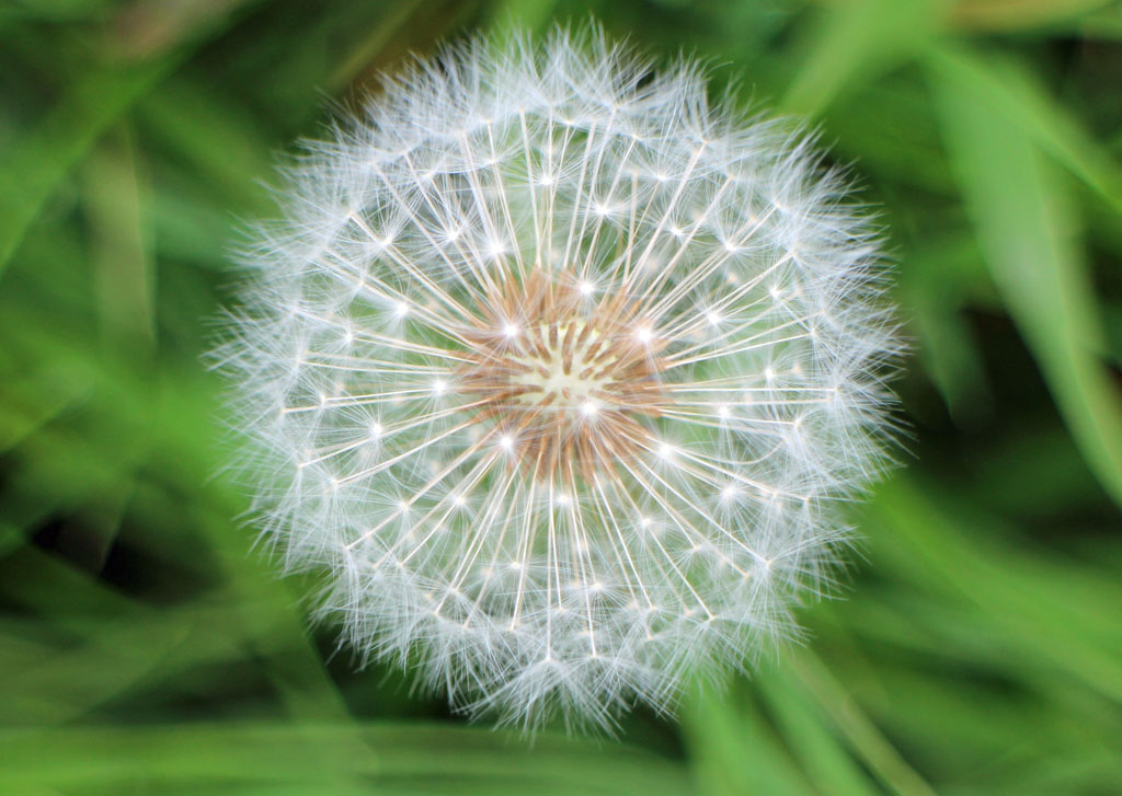 Dandelion clock