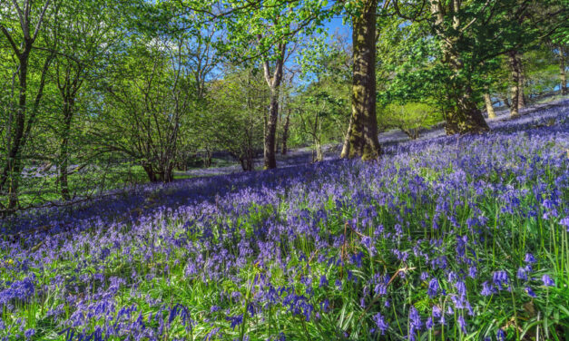 Coming Up: What’s on in April