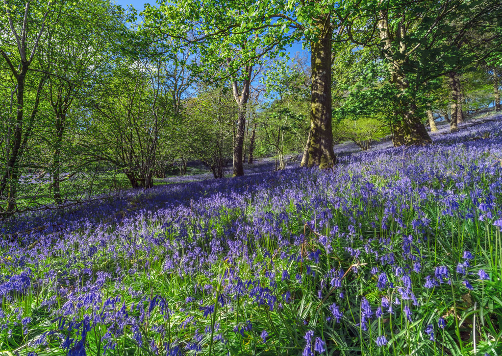 Bluebell woods in the spring