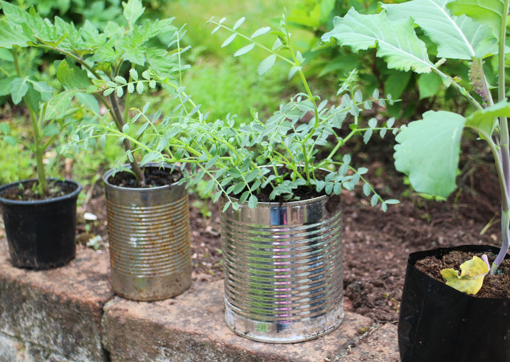 Plants grow in recycled tin cans, ready to be planted out