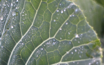 The Stoic Path: A Framework for Clarity