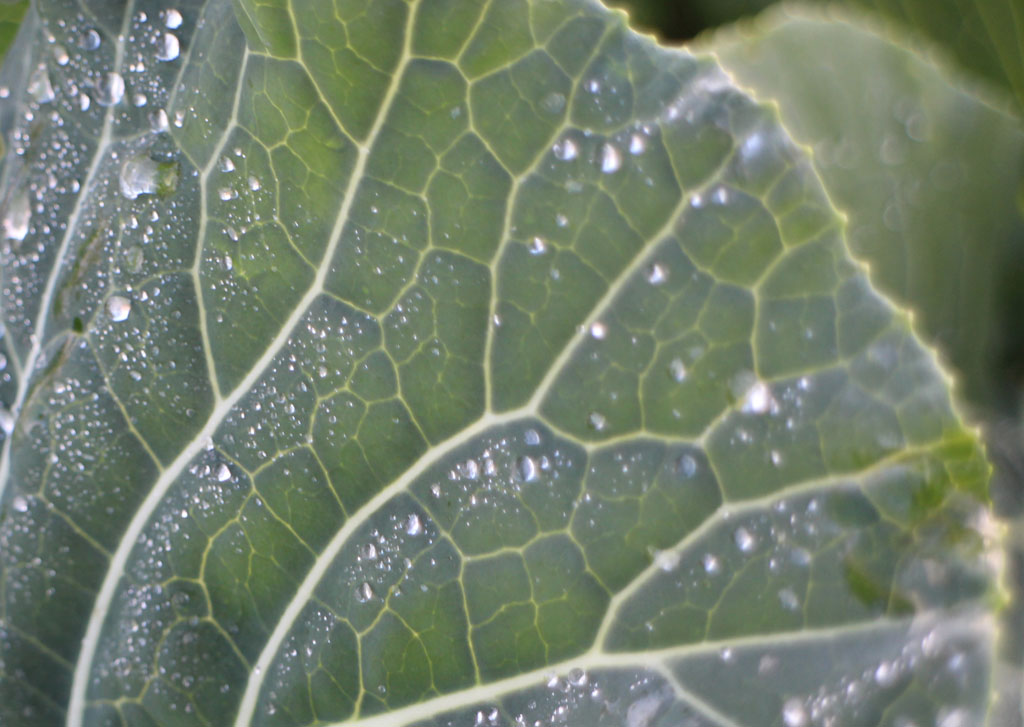 Green leaf with water droplets