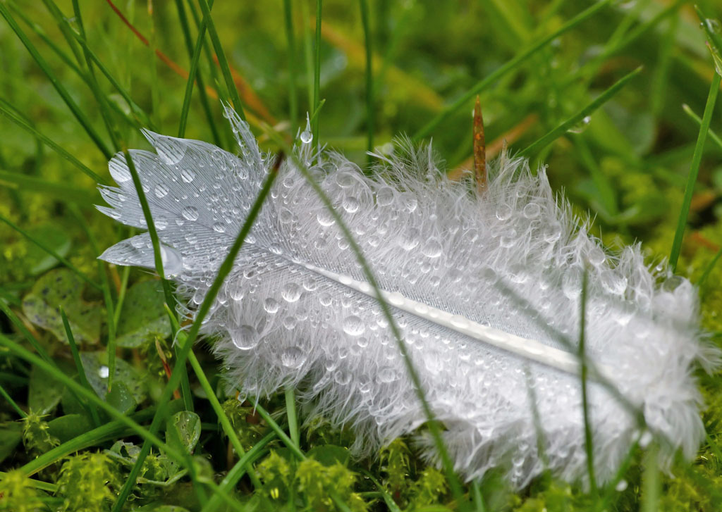 white feather jack-blueberry Raindrops on a white feather that rests on the grass.
